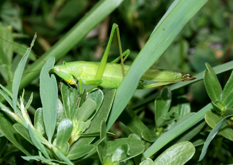 Cavalletta vezzosa...